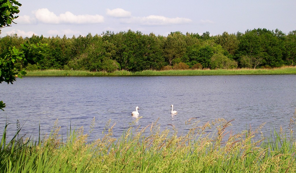 Cygnes en Brenne