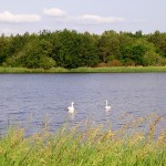 Cygnes en Brenne